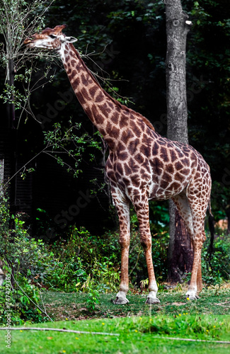 Giraffe eats leaves near the fence. The tallest living terrestrial animal and the largest ruminant. Latin name - Giraffa camelopardalis
