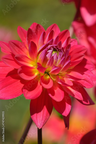 Red Dahlia flower background