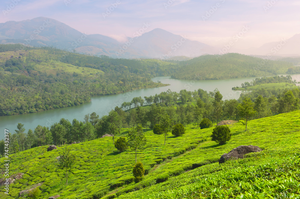 View of lush green tea plantation with river flowing agains mountain range. Munnar, India.