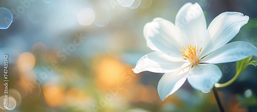 A close-up view of a delicate white flower with soft petal details, set against a softly blurred background. The focus is on the intricate structure of the flower and its pure white color.