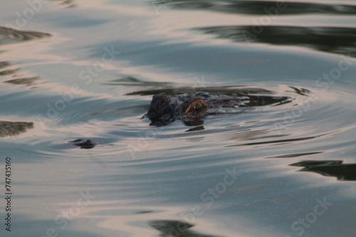 crocodile in the water