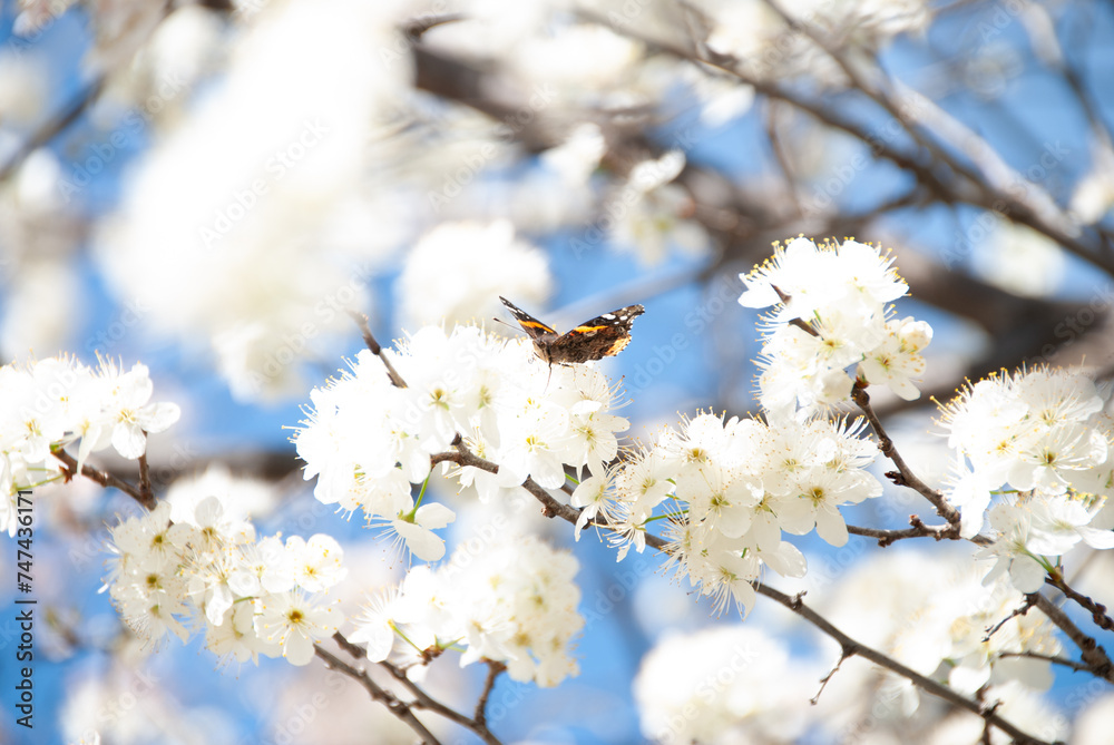 Spring Time Spring Time