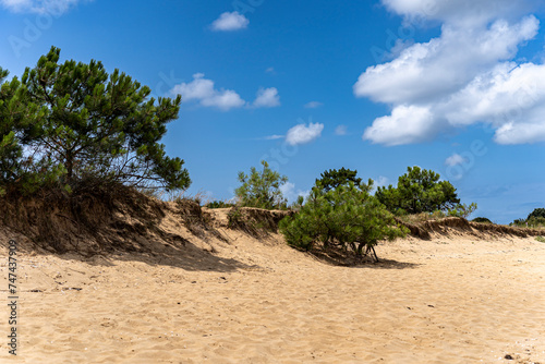 Plage sauvage avec des sapins et une dune