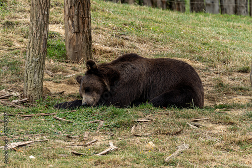 Ours brun en train de dormir en sous bois