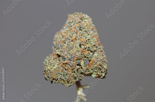 Cannabis bud close up background Gandalf O.G purple haze weed cali variety big size high quality instant stock photography
