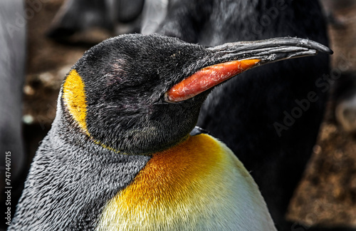 King penguin`s head. Latin name - Aptenodytes patagonicus	