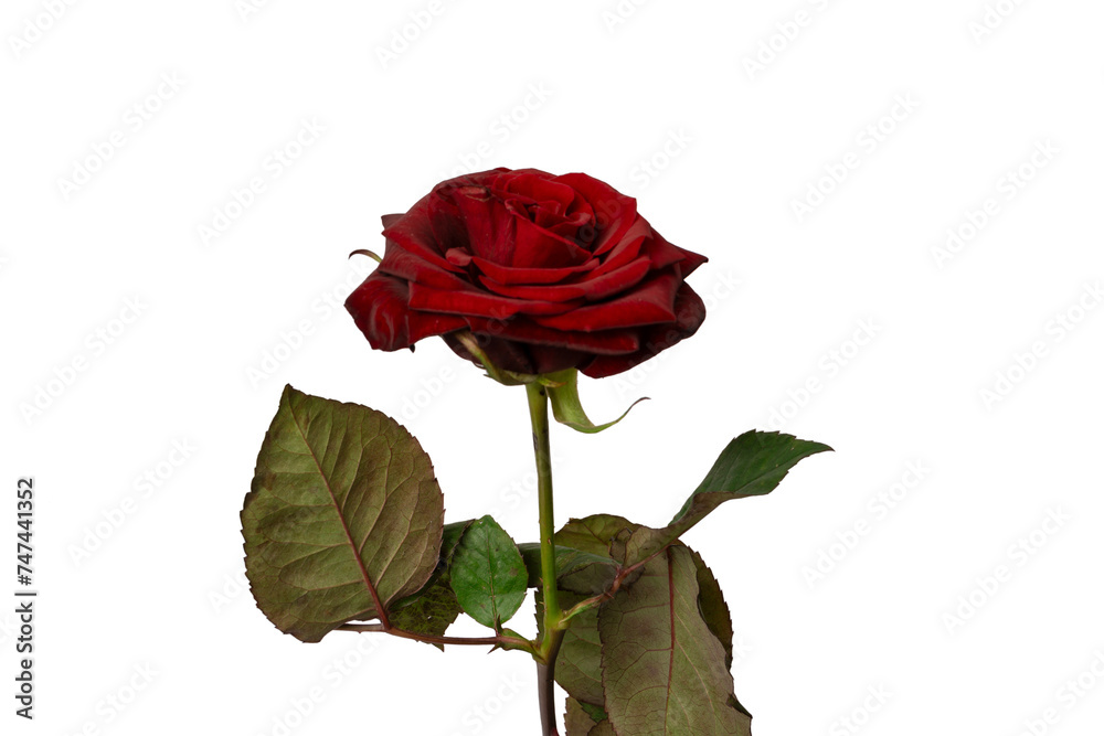 Fototapeta premium Beautiful red rose isolated on white background.