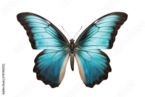 Colorful butterfly close up view insect photo isolated on transparent background.
