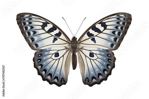 Colorful butterfly close up view insect photo isolated on transparent background. © kitinut