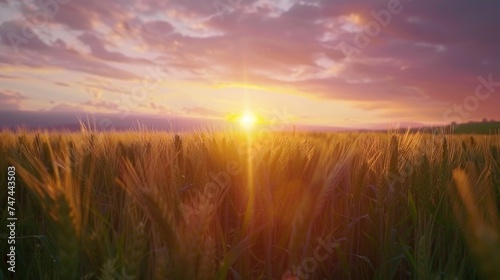 Beautiful sunset over a field of wheat, perfect for agricultural or nature concepts