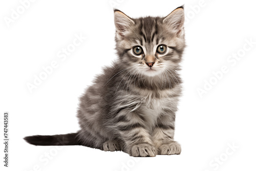 Cat photo isolated on transparent background.