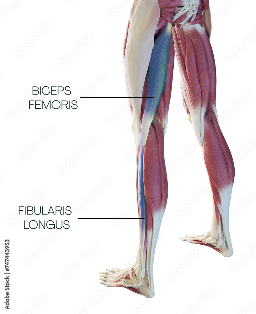 Lower part of the spiral line - fibularis longus, biceps femoris Stock ...