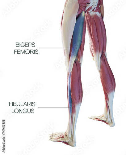 Lower part of the spiral line - fibularis longus, biceps femoris