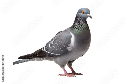 pigeon bird photo isolated on transparent background. © kitinut