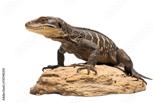 monitor lizard photo isolated on transparent background.