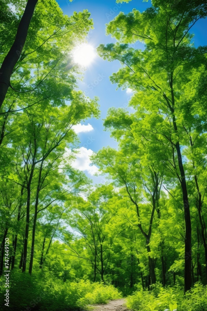 Fototapeta premium Sunlight shining through trees in a forest. Suitable for nature and outdoor themes