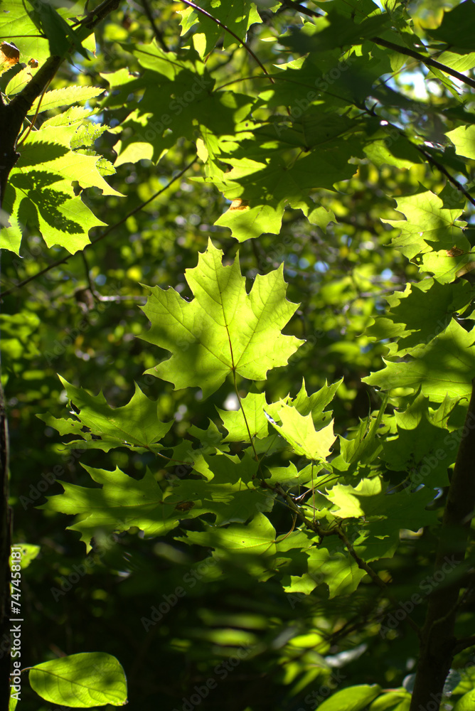 Green maple leaves on tree branches in the deep forest in the beautiful sun light rays Green maple leaves on tree branches in the deep forest in the beautiful sun light rays