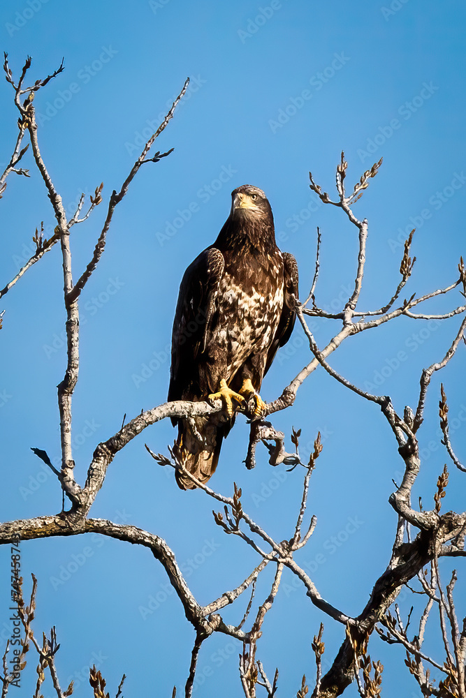 bald eagle bald eagle