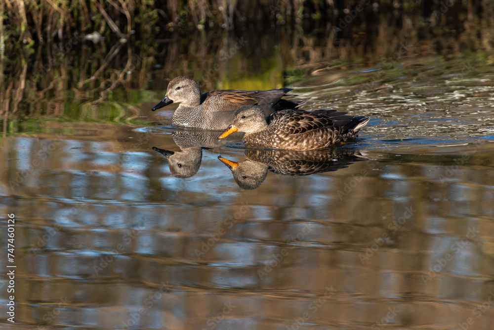 An adult pair of gadwalls (Anas strepera) swims along the shore in calm water and is reflected in it An adult pair of gadwalls (Anas strepera) swims along the shore in calm water and is reflected in it