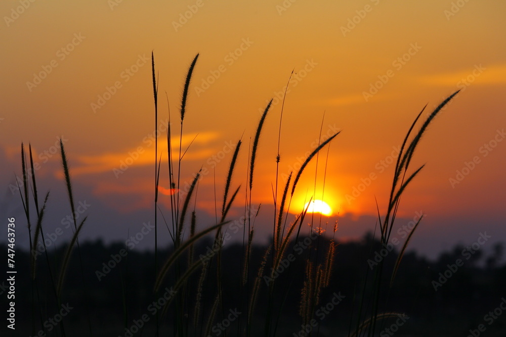 silhouette of weed grass against a sunset background