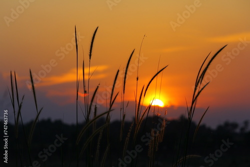 silhouette of weed grass against a sunset background