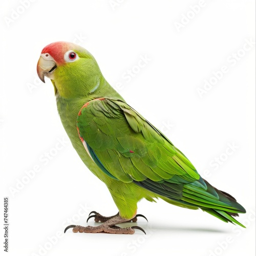 a parrot on a white background © Olga