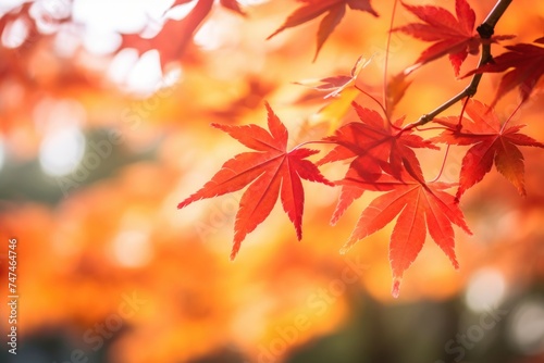 Close up of a tree with vibrant red leaves, perfect for autumn concepts