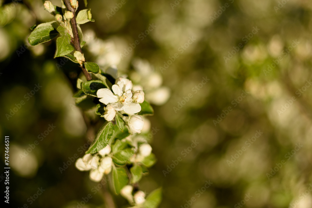 Flowers and buds of apple tree, blurred background, spring background Flowers and buds of apple tree, blurred background, spring background