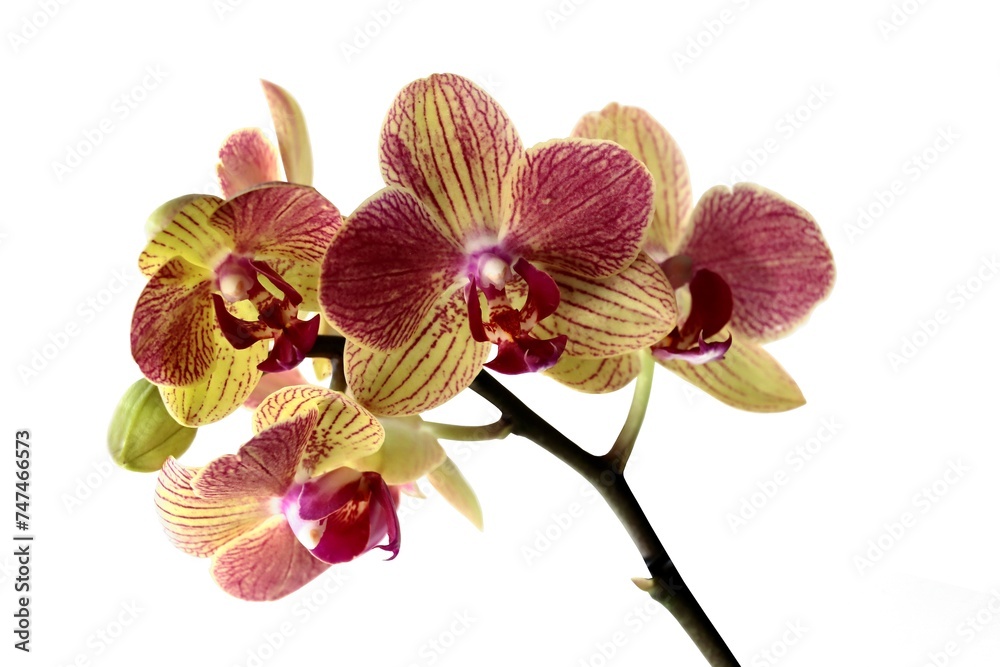 Obraz premium various colorful flowers of tropical plant orchid Phalaenopsis close up