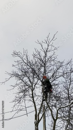 A skilled arborist wearing a safety harness and helmet uses a chainsaw to remove branches from a tall tree in a residential area.  photo