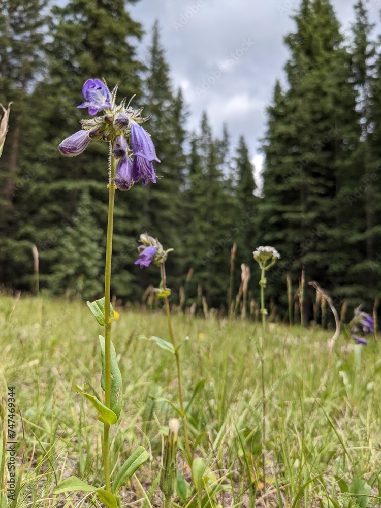 Obraz premium flowers in the forest