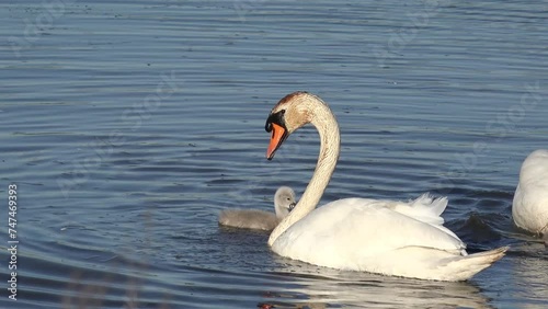 swan with chicks swimming in the lake and search feed