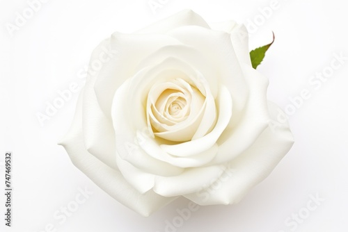 Top-View of Beautiful White Rose Blossom for an Affectionate Aroma - Isolated on White Background
