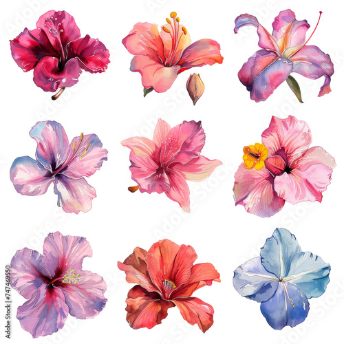 Colorful Watercolor Flowers