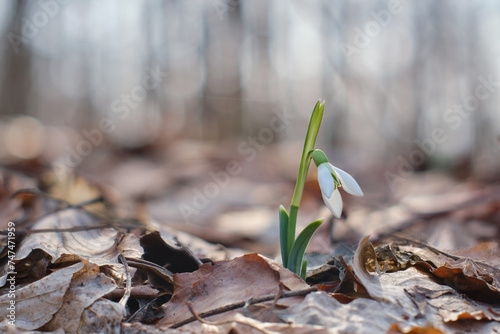 The first spring flowers of Galanthus nivalis in the Carpathian forest