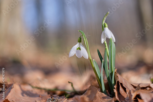 The first spring flowers of Galanthus nivalis in the Carpathian forest
