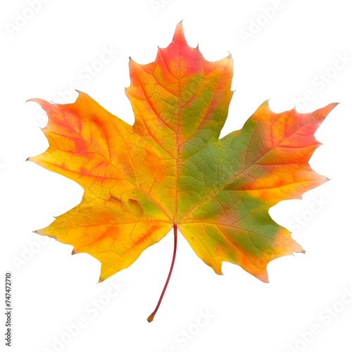 Single Yellow and Red Maple Leaf