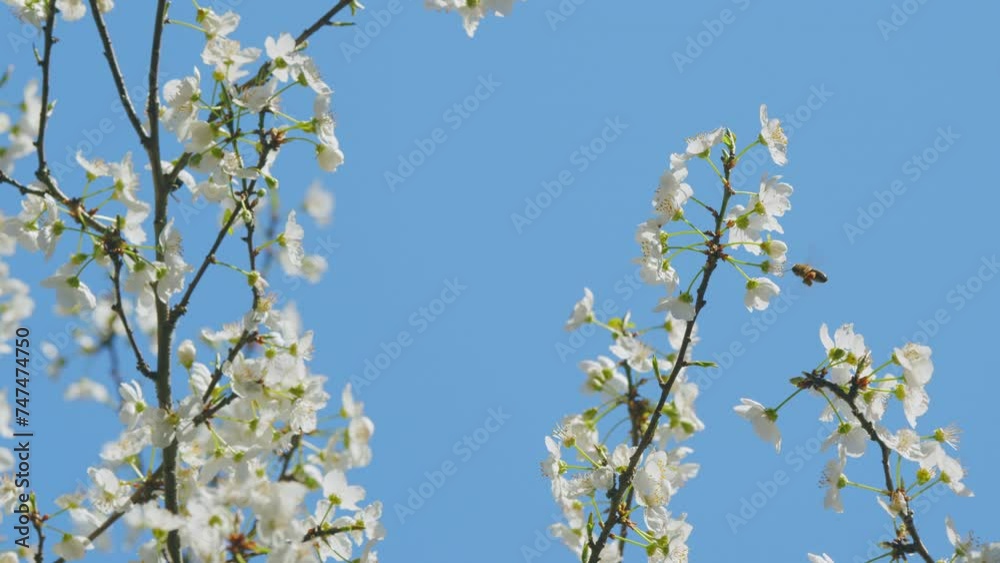 Flower In Garden In Morning. Small White Flowers On A Tree. Tree In Spring. Young Fragile Twigs With Flowers. Flower In Garden In Morning. Small White Flowers On A Tree. Tree In Spring. Young Fragile Twigs With Flowers.