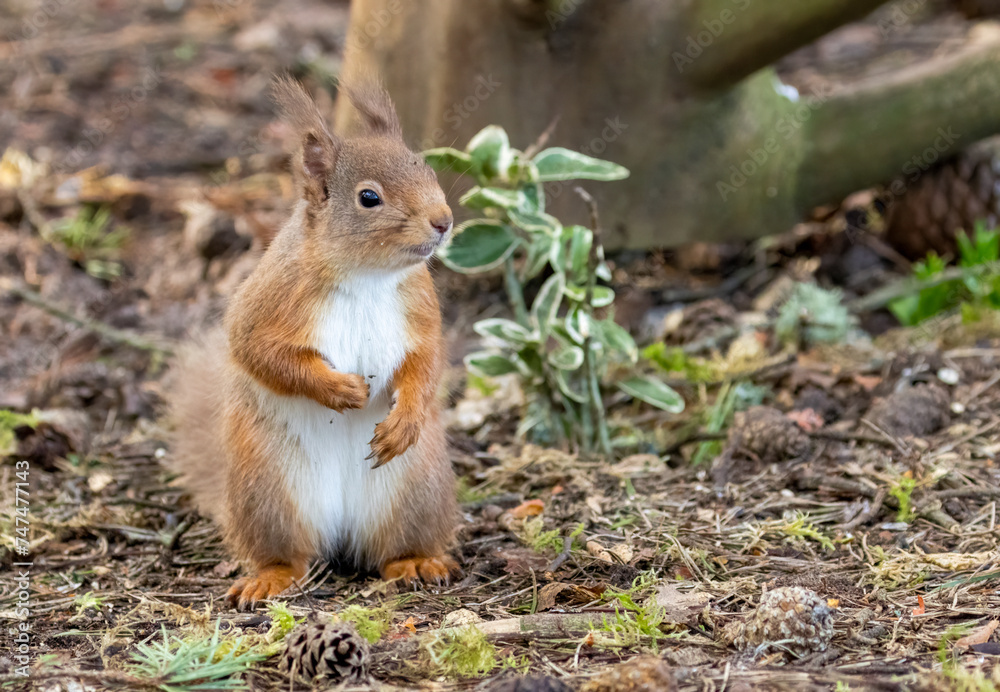 Close up of a cute scottish red squirrel Close up of a cute scottish red squirrel