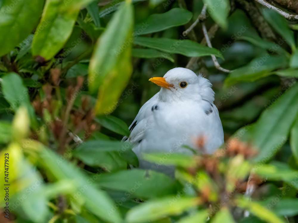 leucistic blackbird in the bushes leucistic blackbird in the bushes