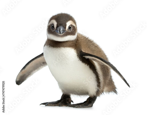 Pinguin baby stehend isoliert auf weißen Hintergrund, Freisteller photo