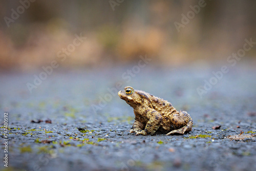 Frog (Rana temporaria) © Jakub Wąsowicz