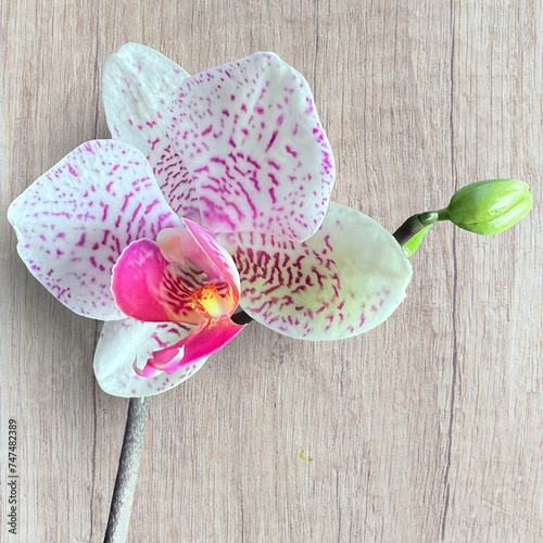 Pink and white orchid in bloom against rustic wood background