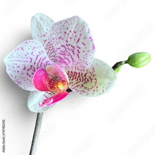 Stunning orchid in bloom on clean background
