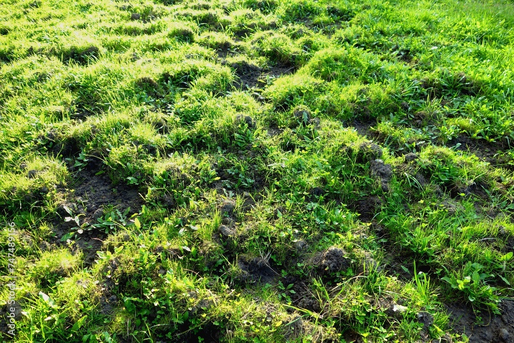 Ground covered with grass fertilized in order to level the terrain