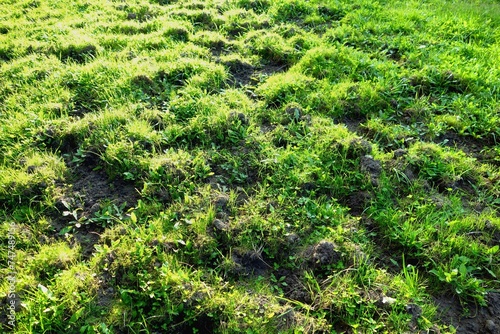Ground covered with grass fertilized in order to level the terrain © Gold Picture