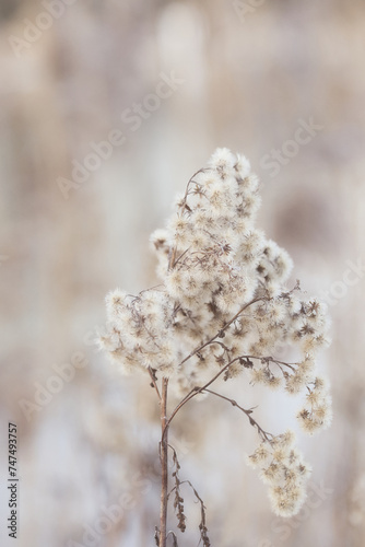 Pflanzen Blumen im Winter  © Heike Toennemann