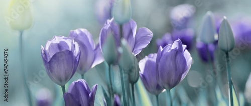 tulpen gefärbt collage trauer sepia panorama friedwald ruhe lila violett panorama