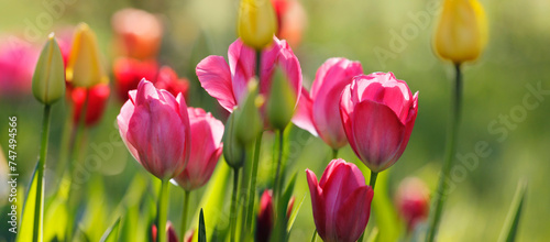 tulpen in blüte, blumen farben natur garten frühling freizeit bunt rot