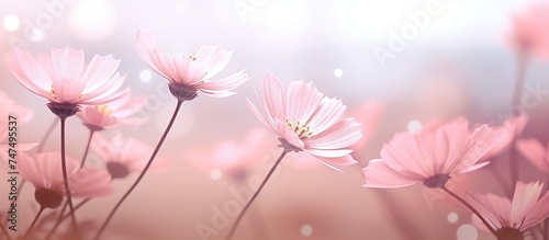 Beautiful pink flowers in the meadow nature field with soft bokeh sun light during the day. Plants and flowers concept background.